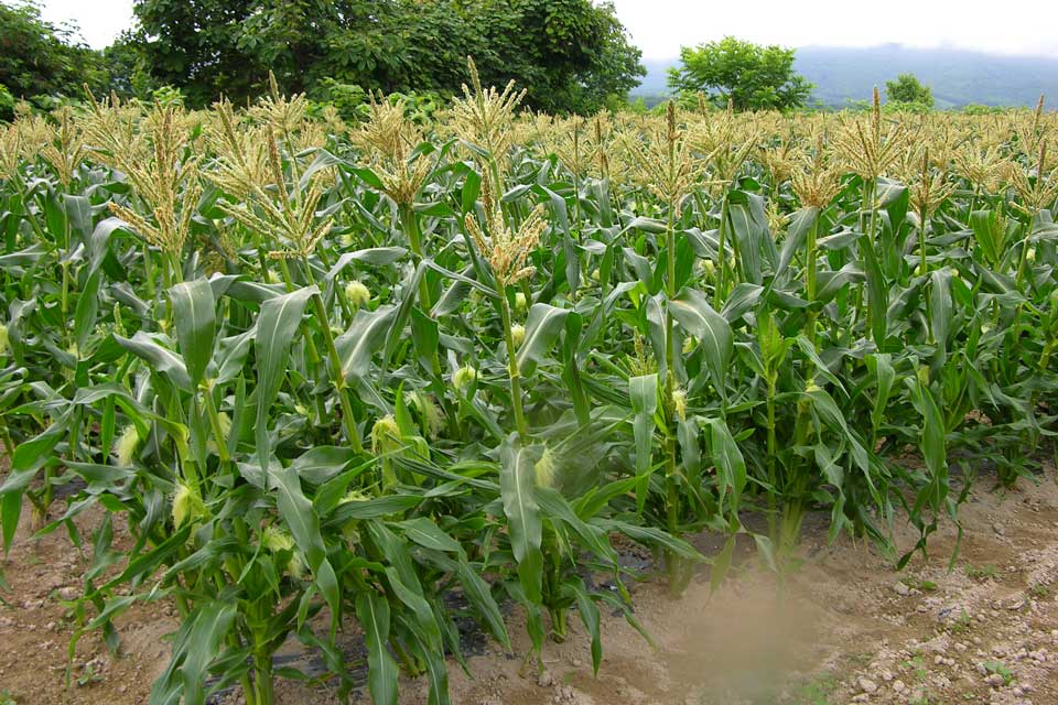 スイートコーン